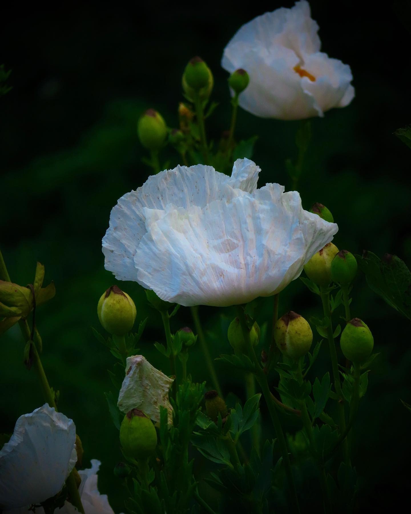 Gallery image 046